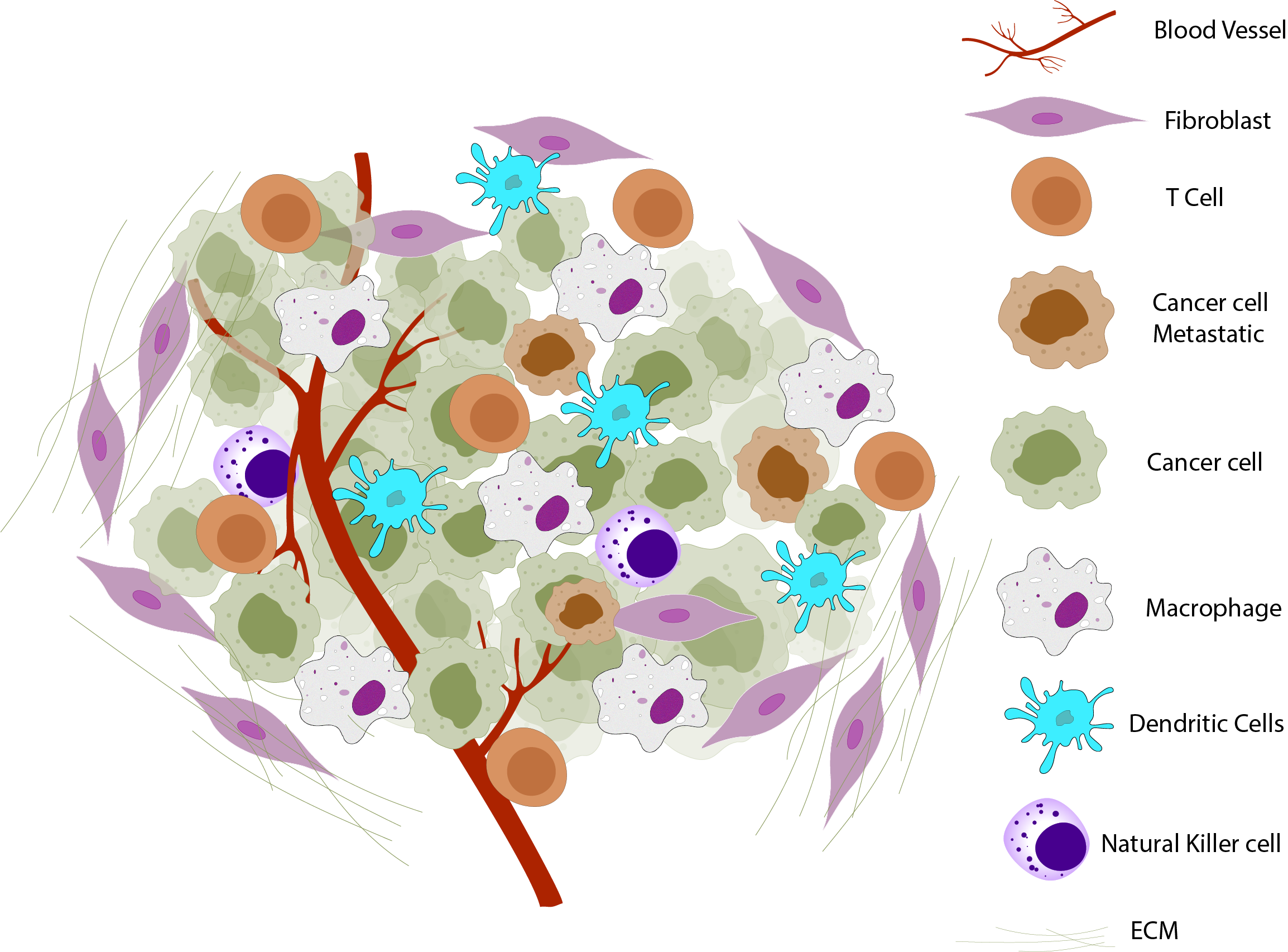 Tumor Microenvironment